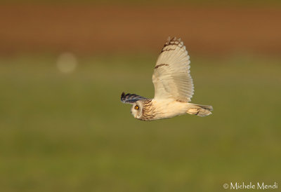 Short eared owl