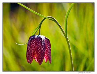 Checkered Lily