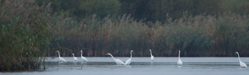 17-10-2012 ijsselmonding grote zilver.jpg