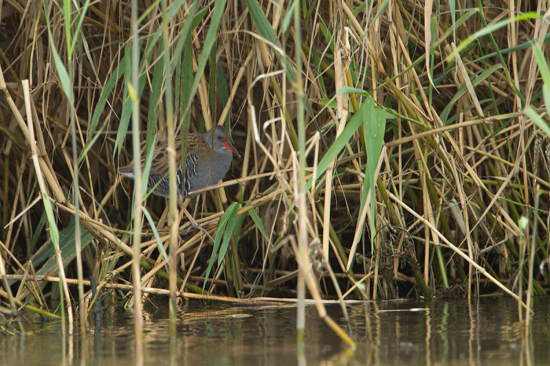 17-10-2012 ijsselmonding waterral.jpg