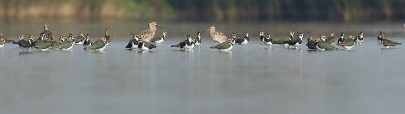 22-10-2012 kievit ijsselmonding 2.jpg