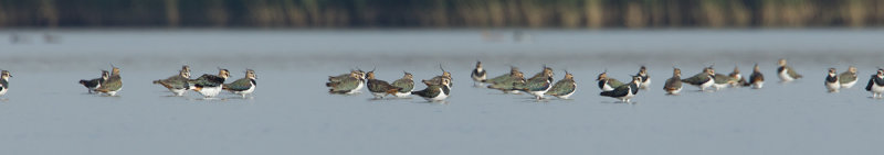 22-10-2012 kievit ijsselmonding.jpg