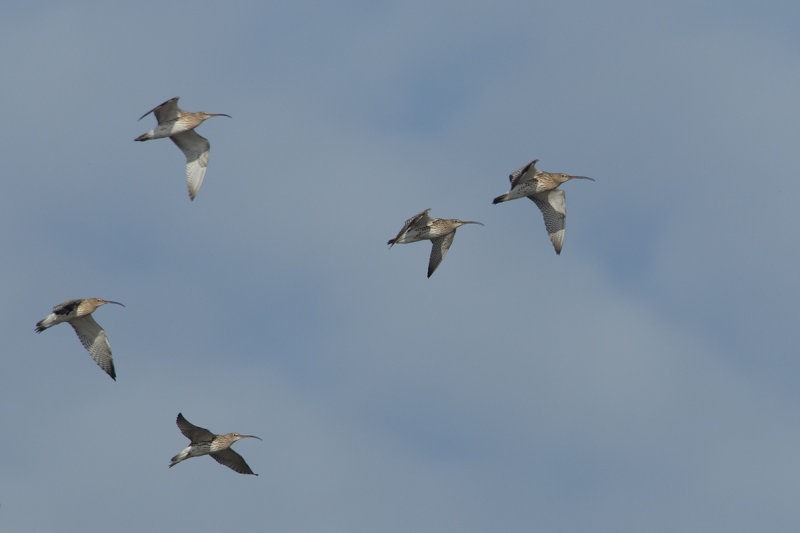 22-10-2012 wulp ijsselmonding.jpg