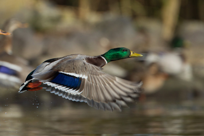27-10-2012 ijssel wilde eend.jpg