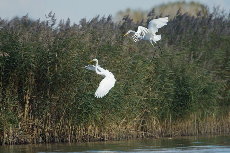 27-10-2012 ijsselmonding strijd 1.jpg