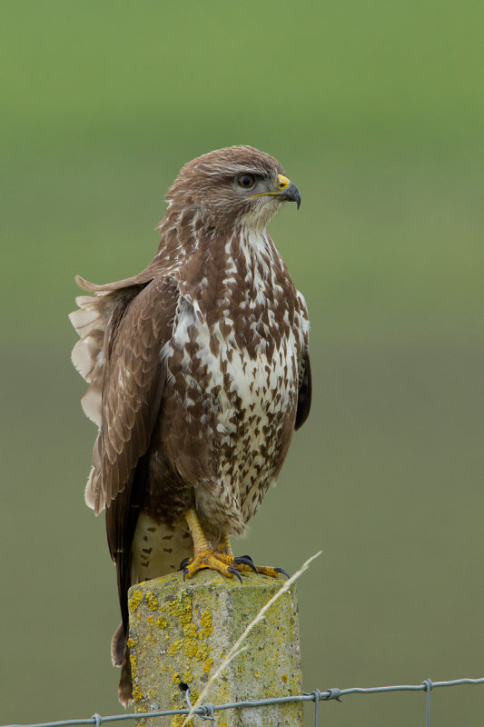 2012-11-04 buizerd ketelmeerdijk 3.jpg