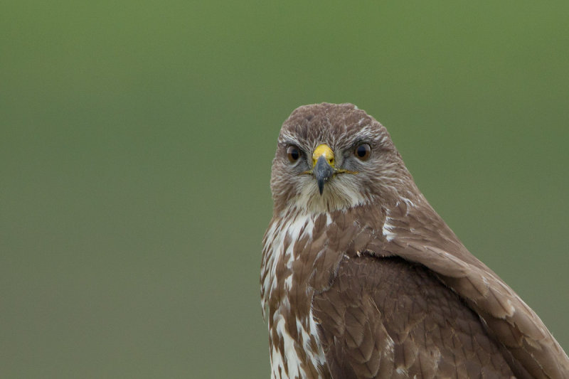 2012-11-04 buizerd ketelmeerdijk 7.jpg