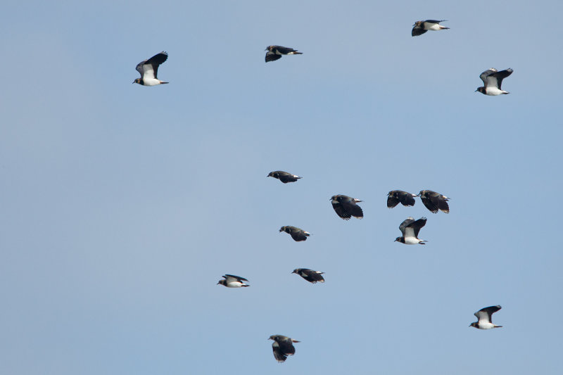 2012-11-05 kievit ijsselmonding 2.jpg