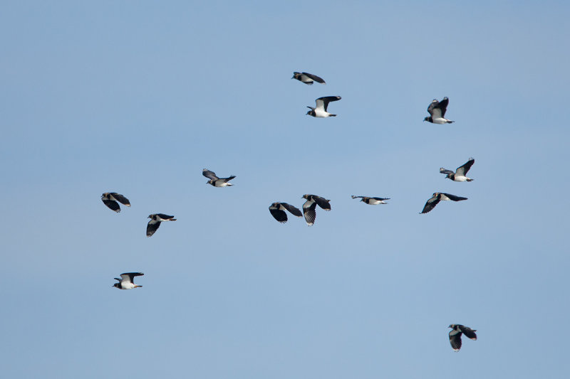 2012-11-05 kievit ijsselmonding.jpg