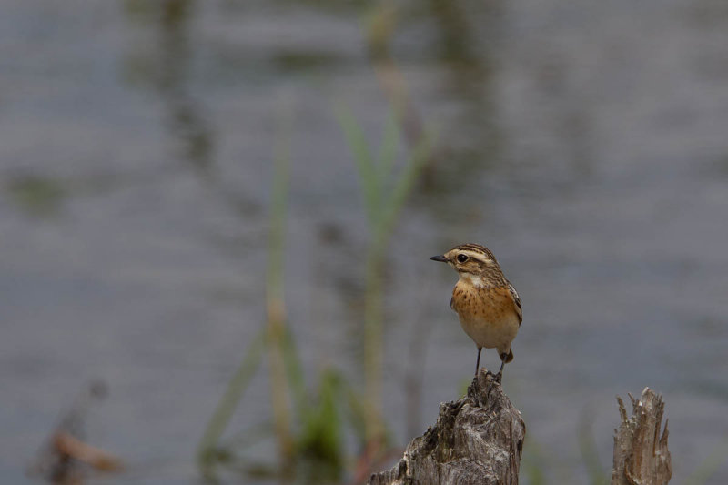 paapjebialo 10-05-2012.jpg