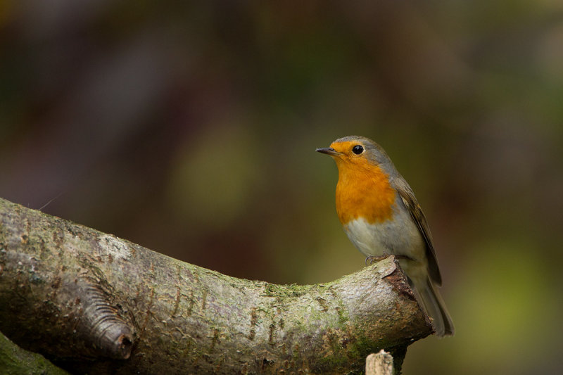 roodborst 7-11-2012 tuin 2.jpg