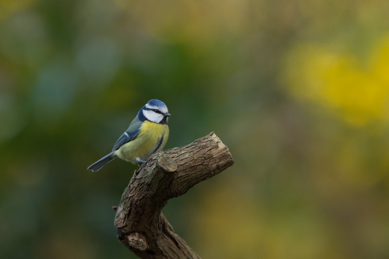 2012-1-12 pimpelmees tuin 2.jpg