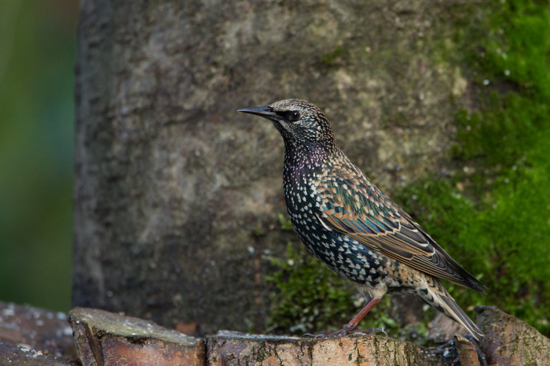 2012-1-12 spreeuw tuin 2.jpg