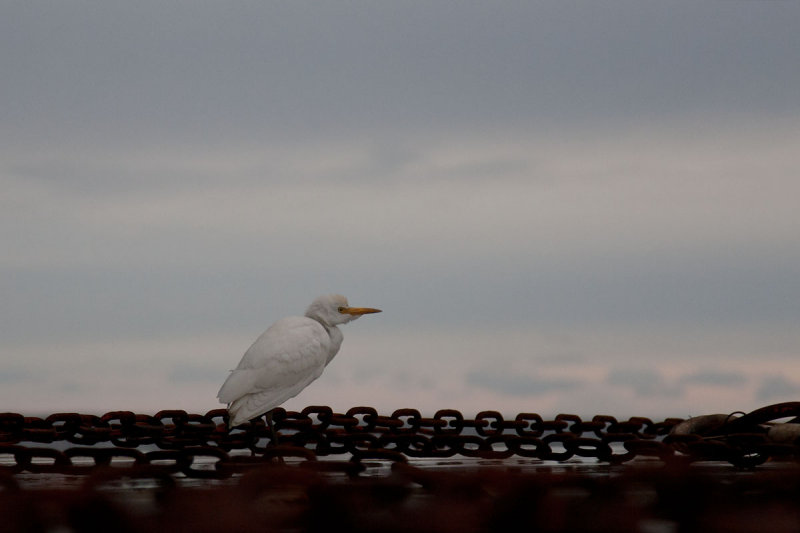 koereiger 24-12-12 finisterre.jpg