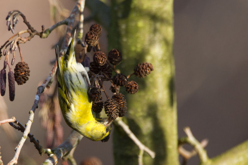 sijs tuin 1-2013 5.jpg