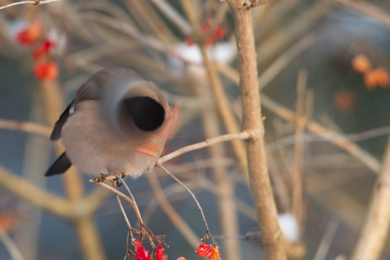 appelvink roggebot 16-01-2013 3.jpg