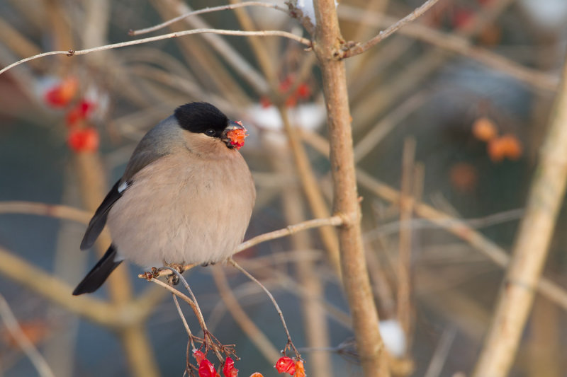 appelvink roggebot 16-01-2013.jpg