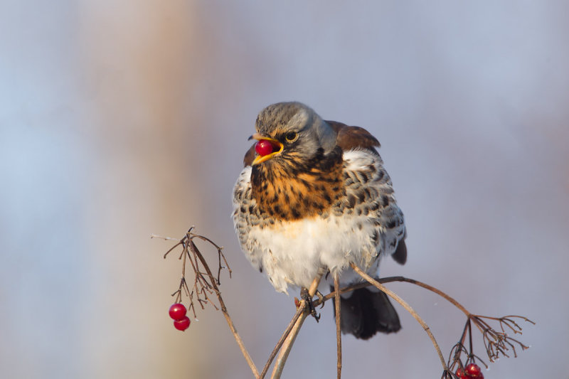 kramsvogel roggebot 16-01-2013 2.jpg