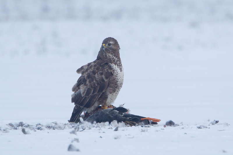 17-01-2013 buizerd prooi 3.jpg
