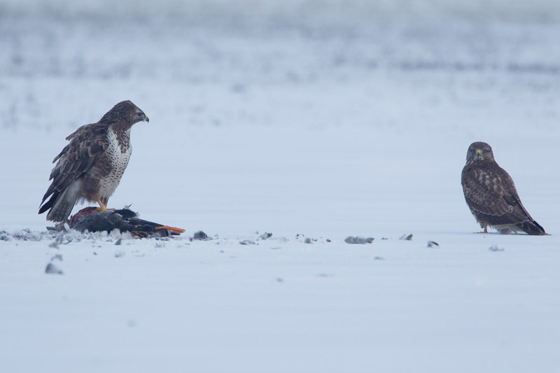 17-01-2013 buizerd prooi 4.jpg
