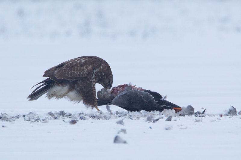 17-01-2013 buizerd prooi 7.jpg