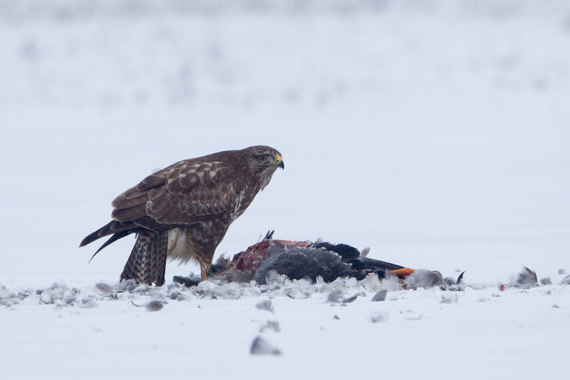 17-01-2013 buizerd prooi 8.jpg