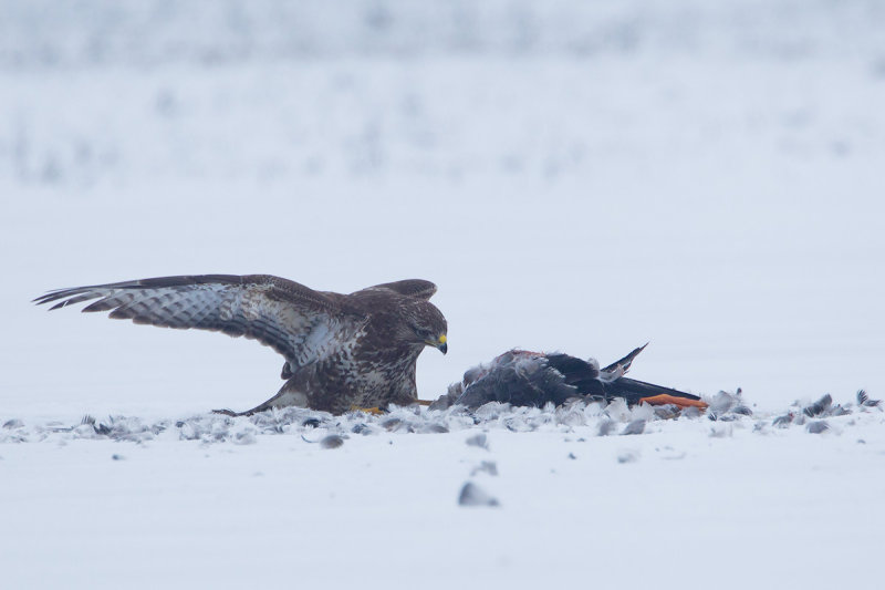17-01-2013 buizerd prooi 9.jpg