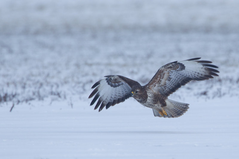 17-01-2013 buizerd prooi 10.jpg