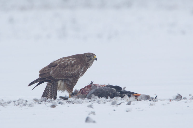 17-01-2013 buizerd prooi.jpg