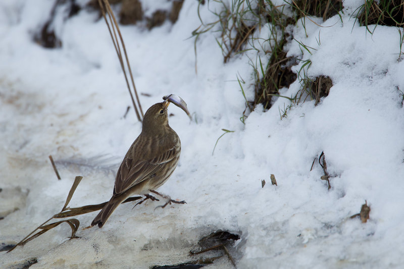 24-01-2013 kampereiland pieper 4.jpg