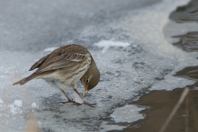 24-01-2013 kampereiland pieper 13.jpg