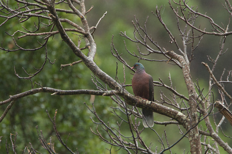 2013-01-28 la palma laurierduif.jpg
