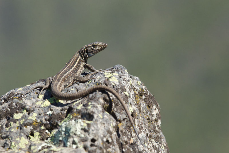 2013-01-31 hagedis la palma 3.jpg
