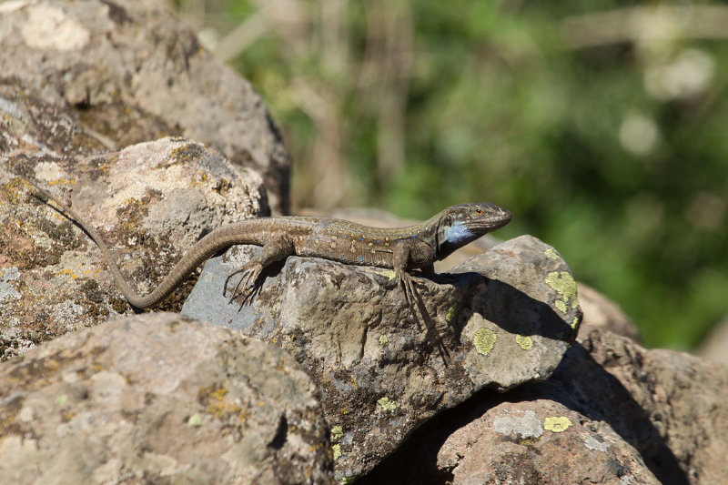 2013-01-31 hagedis la palma 4.jpg