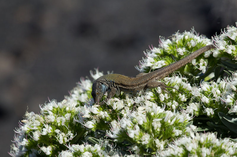 2013-02-01 hagedis la palma.jpg