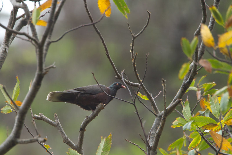 2013-01 la palma laurierduif pb.jpg