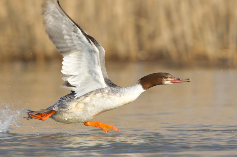 2013-02-12 ijssel grote zaagbek 2.jpg