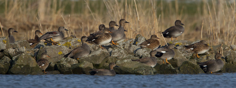 2013-02-12 ijssel krakeend.jpg