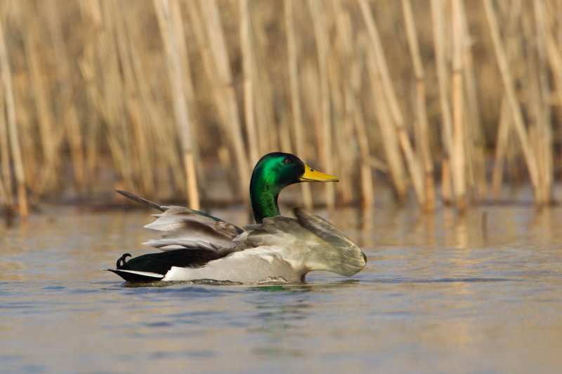 2013-02-12 ijssel wilde eend.jpg