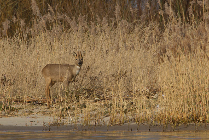 2013-02-12 ijsselmonding ree 2.jpg