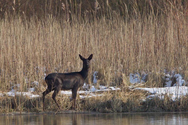 2013-02-12 ijsselmonding ree.jpg
