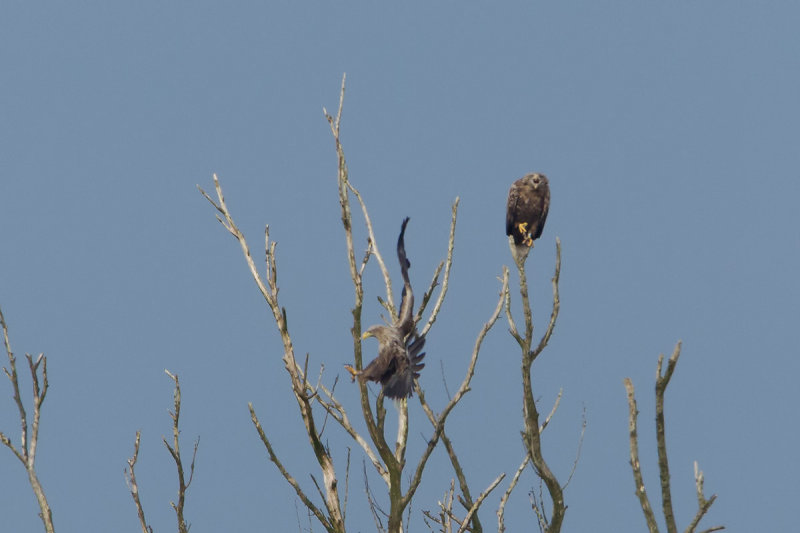 2013-02-13 krtrlriland zeearend.jpg