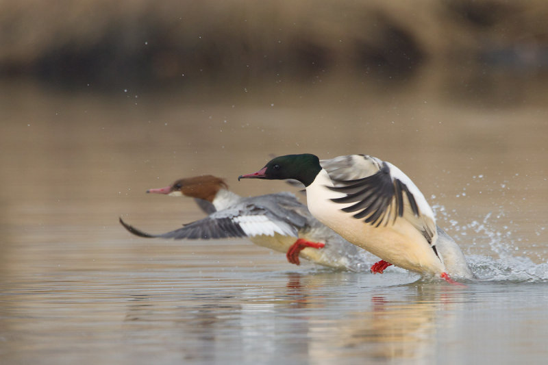 2013-02-18 grote zaagbek ijssel 2.jpg