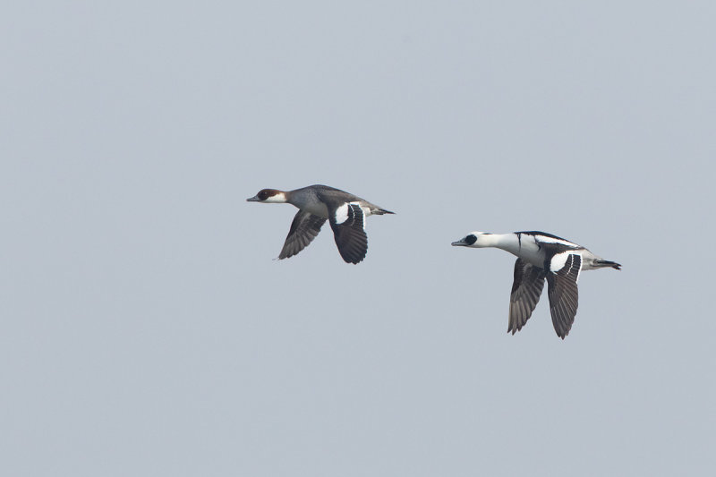 2013-02-13 vossemeer nonnetje.jpg