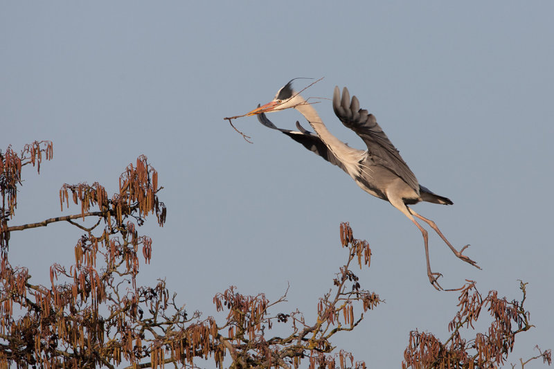 2013-03-05 kamoen blauwe reiger 4.jpg