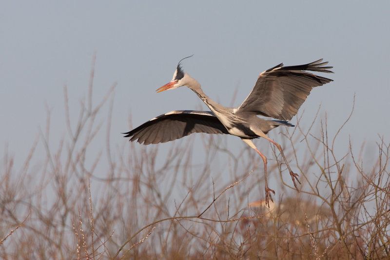2013-03-05 kamoen blauwe reiger 5.jpg