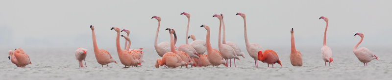 2013-03-07  flamingo elburg 7.jpg