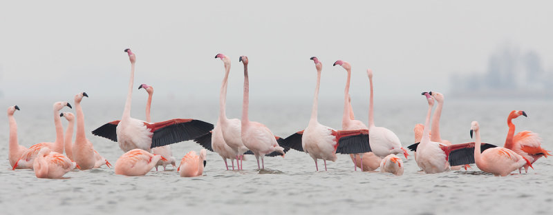 2013-03-07  flamingo elburg 8.jpg