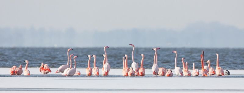 2013-03-13 flamingos elburg 8.jpg