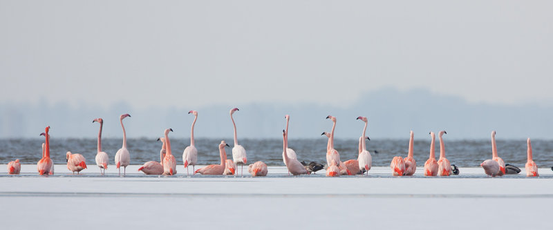 2013-03-13 flamingos elburg 10.jpg